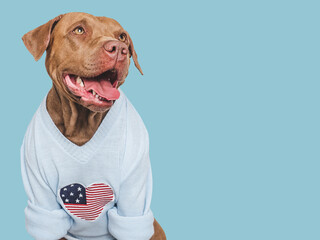 Cute dog and American Flag. Closeup, indoors. Studio shot. Congratulations for family, loved ones,...