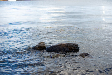 Fototapeta premium large rocks are submerged in the shallow waters of the ocean