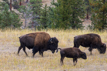 Small herd of bison grazing in a meadow with autumnal colors and pine trees in the background