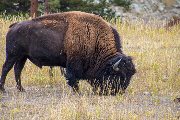 Fototapeta premium Lone bison foraging in a field with sparse trees in the background, representing wilderness.