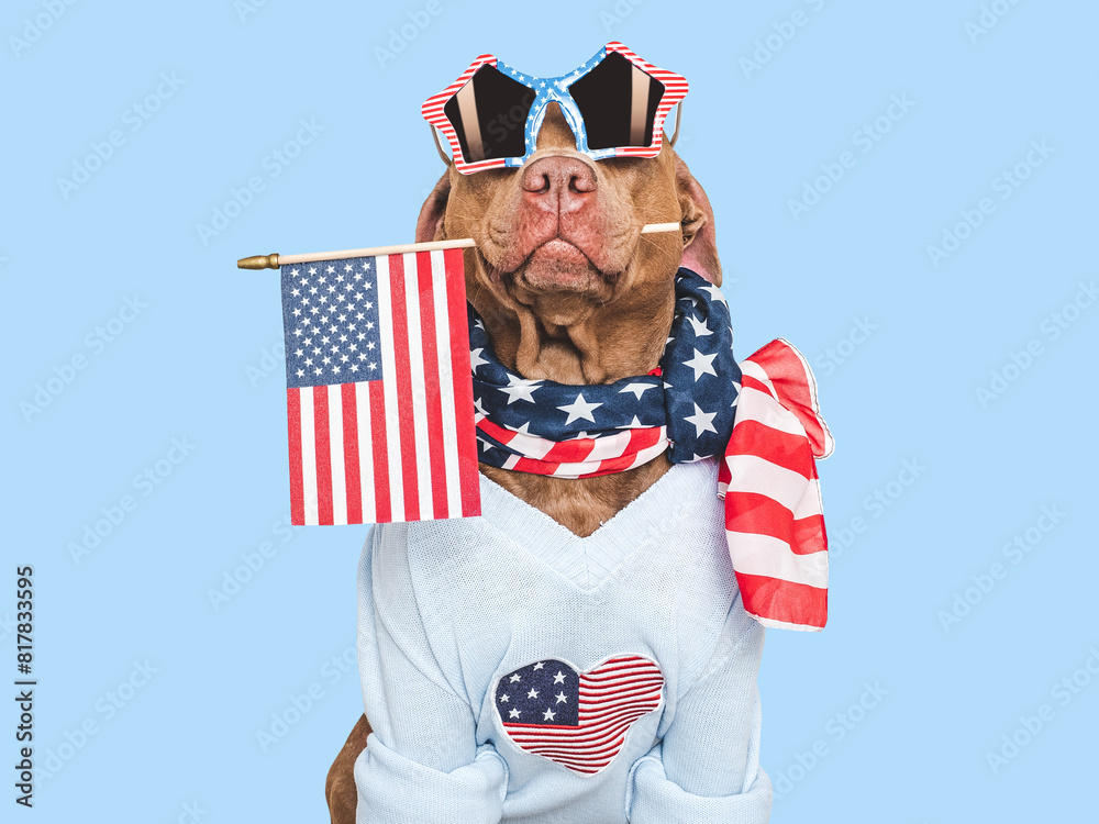 Wall mural Cute dog, American Flag and star-shaped sunglasses. Closeup, indoors. Studio shot. Congratulations for family, loved ones, relatives, friends and colleagues. Pets care concept