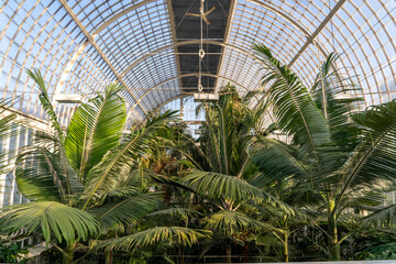 Vibrant and spacious greenhouse brimming with a diverse array of lush plants and trees