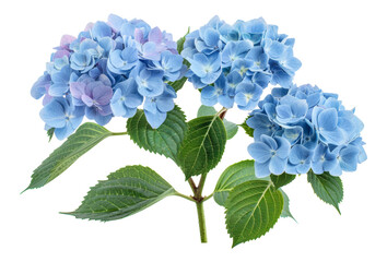 Beautiful cluster of blue hydrangea flowers with lush green leaves, cut out - stock png.