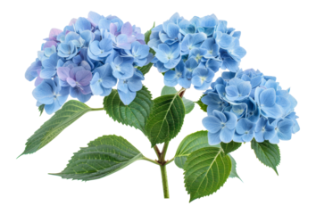 Beautiful cluster of blue hydrangea flowers with lush green leaves, cut out - stock png.
