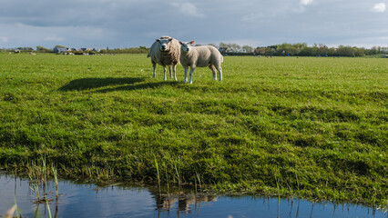 Two fluffy sheep peacefully standing in a lush field next to a serene pond in Texel, Netherlands.