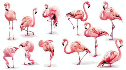 Collection of pink flamingo in various poses isolated