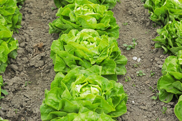 Fresh green lettuce in the field, eco-friendly growing of green lettuce in the field. Harvesting