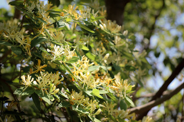 A closeup shot of a Honeysuckle shrub.