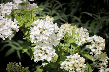 A closeup of a white Hydrangea flower