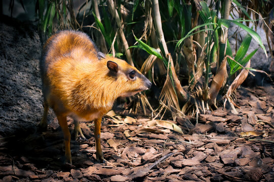 A closeup shot of a Lesser mouse-deer