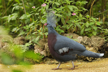 Portrait of a crowned Victoria pigeon, Goura victoria with a crest of amazing beauty
