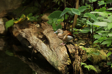Beautiful ringed teal in a lake park