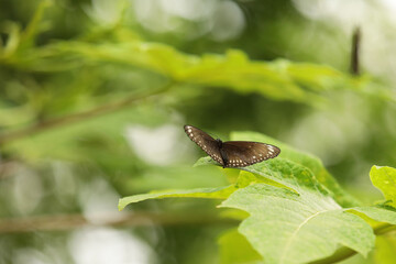 Butterfly sits on a leaf in the park, butterfly close-up