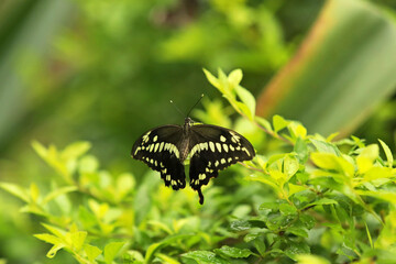 Giant swallowtail (Papilio cresphontes) on green background, space for text