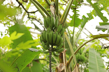 Fresh green bananas on a tree with fruits in a natural garden.