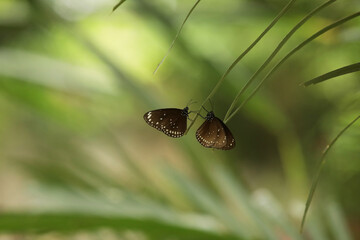 Malayan Eggfly butterfly on a branch in the park, beautiful natural background for text
