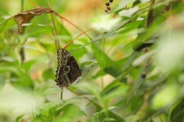 Butterfly sits on a leaf in the park, butterfly close-up