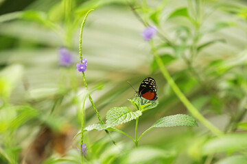 butterfly Tiger Longwing (or Hecale Longwing, Golden Longwing, Golden Heliconian) on a branch in the park