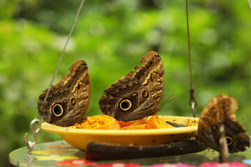 Brown butterflies at a feeding station. Close-up of owl butterflies eating orange slices on a plate.