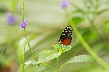 butterfly Tiger Longwing (or Hecale Longwing, Golden Longwing, Golden Heliconian) on a branch in the park