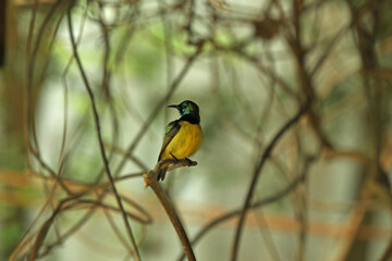 Palestine sunbird yellow sitting on a branch. Little yellow bird. Yellow hummingbird