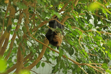 Large sleeping bat on a tree