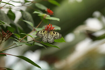 Butterfly sits on a leaf in the park, butterfly close-up