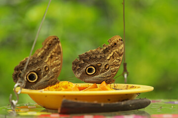 Owl butterflies at the feeding station, butterflies eating orange and banana slices