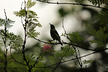 Silhouette of a bird on an acacia branch, hummingbird or bird on a branch