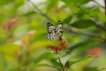 large beautiful tropical Paper Kite Butterfly on a flower with green background
