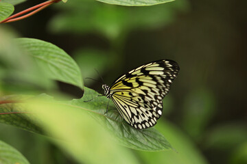 Beautiful rice paper butterfly on green plant in garden