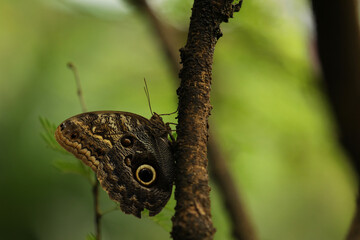 Close-up of an owl butterfly on a branch in the park.Close-up of a butterfly