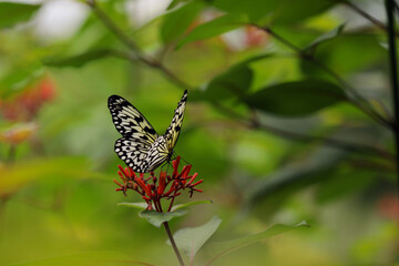 Butterfly sits on a leaf in the park, butterfly close-up