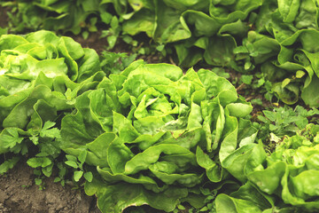 Organic lettuce grown on the ground, Fresh lettuce from the field.