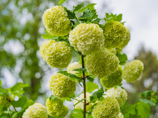 Vibrant close-up of a viburnum oculus bush with lush foliage and an abundance of vivid blossoms