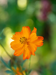 Vibrant yellow cosme flower blooming outwards from a lush green plant