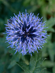 Vibrant close-up of a purple Echinops ritro flower