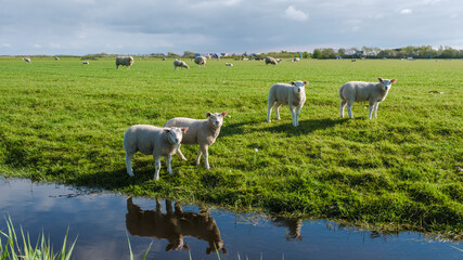 A picturesque scene in Texel, Netherlands, with a group of sheep peacefully grazing in a grassy...