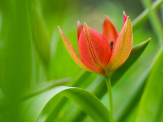Vibrant red tulip atop a lush green plant with long, leafy foliage