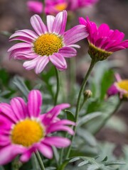 Fototapeta premium some flowers with pink centers and green leaves on a field