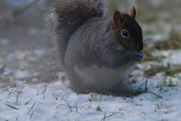 Cute squirrel enjoying a snack in the snow and eating something