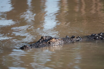 Fototapeta premium a kakadu crocodile is in a body of water near some trees