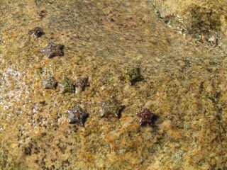 a rock that has some stuff in it on it's side