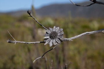 a single flower sitting on a twig like stem in a grassy field