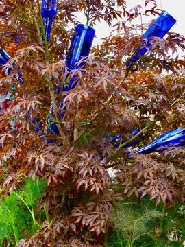 Japanese maple with colorful blue bottles on the branches