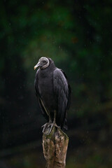 a big bird sitting on top of a dead tree stump