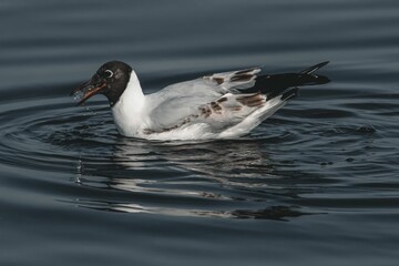 a white and brown duck is floating in the water with ripples