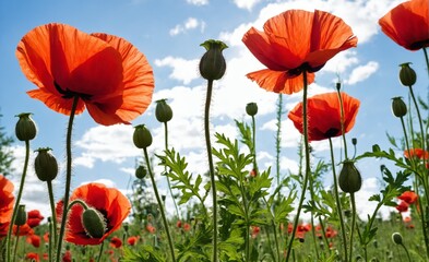 Obraz premium Red poppies against blue sky
