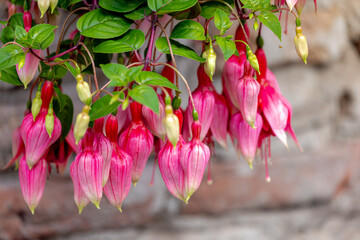 Selective focus pink flower of Hybrid fuchsia with green leaves in garden, Giant Hummingbird,...