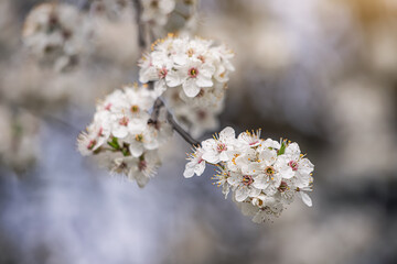 The delicate petals of the cherry blossom evoke a sense of beauty and tranquility, heralding the arrival of spring.